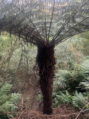 Cyatheales
