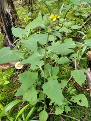 Sigesbeckia jorullensis