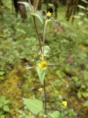 Sigesbeckia jorullensis