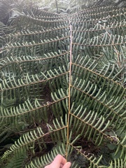 Cyatheales