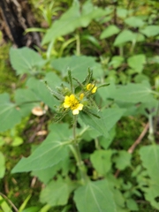 Sigesbeckia jorullensis