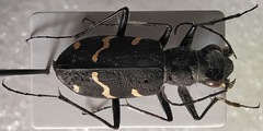 Cicindela sylvatica