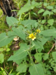 Sigesbeckia jorullensis