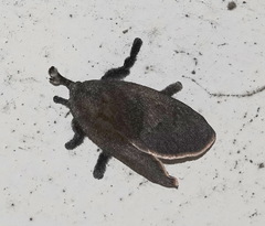 Scopelodes albipalpalis