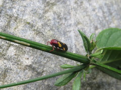 Sphenorhina limbata