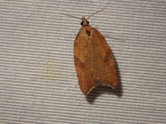 Acleris rhombana