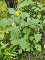 Sigesbeckia jorullensis