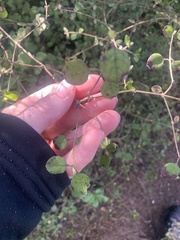 Coprosma rotundifolia