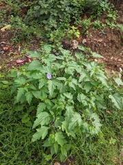 Nicandra physalodes