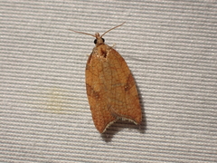Acleris rhombana