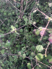 Coprosma rotundifolia