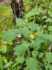 Sigesbeckia jorullensis
