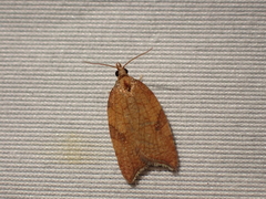 Acleris rhombana