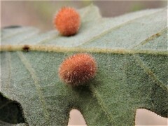 Atrusca trimaculosa