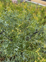 Baptisia