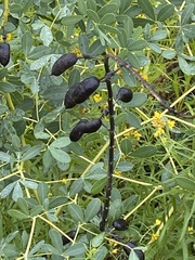 Baptisia