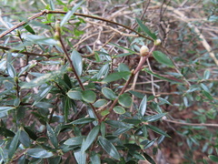 Acrotriche aggregata