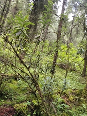 Comarostaphylis discolor