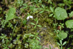 Galium trifidum