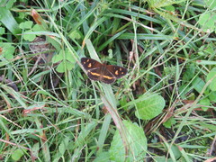 Telenassa berenice