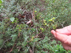 Acrotriche aggregata