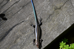 Plestiodon finitimus
