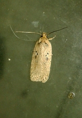 Agonopterix