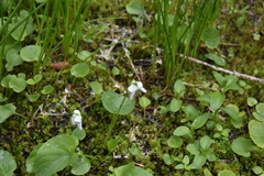 Viola renifolia