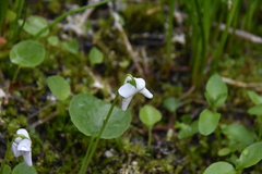 Viola renifolia