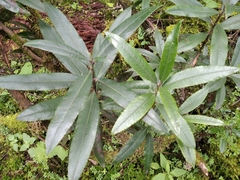 Comarostaphylis discolor