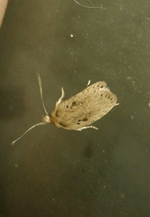 Agonopterix