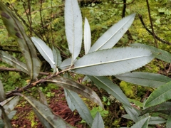 Comarostaphylis discolor