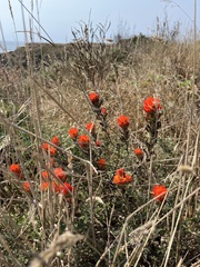 Castilleja mendocinensis