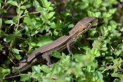 Takydromus tachydromoides