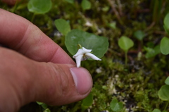 Viola renifolia
