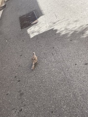 Streptopelia decaocto