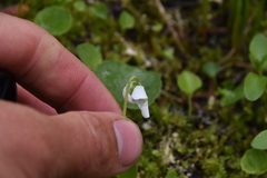 Viola renifolia