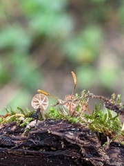Mycena corticola