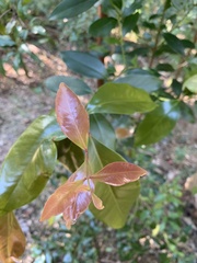 Syzygium smithii