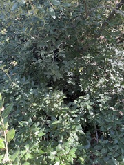 Celtis reticulata
