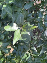 Celtis reticulata