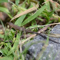 Takydromus tachydromoides
