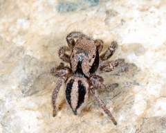 Habronattus