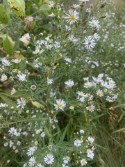 Symphyotrichum