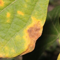 Pseudocercospora griseola