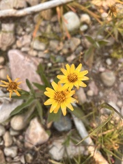 Arnica angustifolia