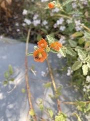 Macrotera