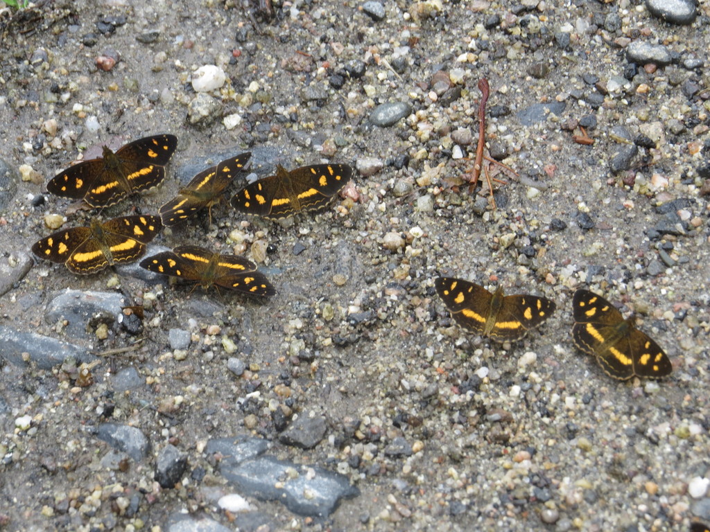 Telenassa berenice