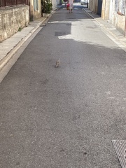 Streptopelia decaocto