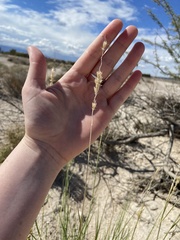 Hilaria rigida
